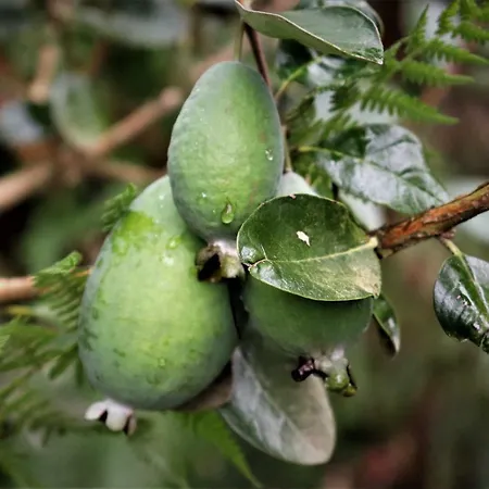 Ferienhaus Mar Y Montana En Rias Baixas *