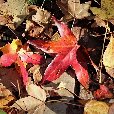 Feriehus Mar Y Montana En Rias Baixas