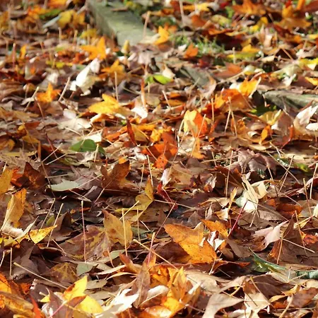 Mar Y Montana En Rias Baixas Ferienhaus