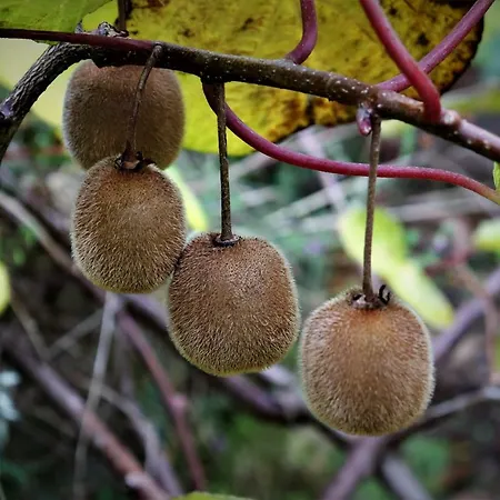 Mar Y Montana En Rias Baixas Feriehus Gondomar